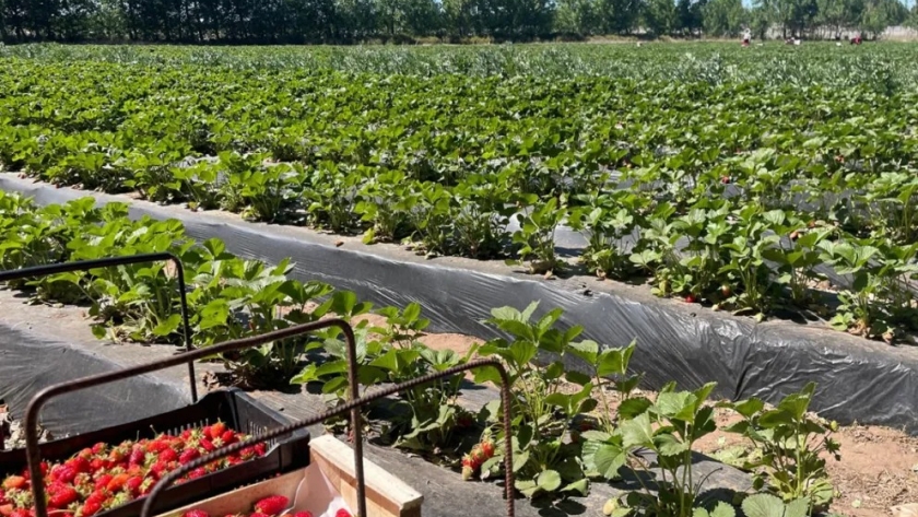 Programa de incentivo para productores de frutas y hortalizas