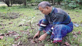Un hombre plantó un árbol diario por 39 años y creó un enorme bosque