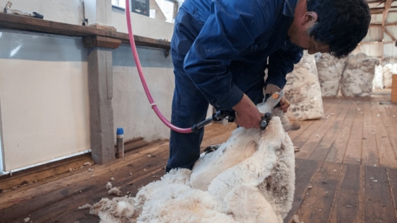 La lana se puso el traje exportador y logró un importante crecimiento para la producción ovina