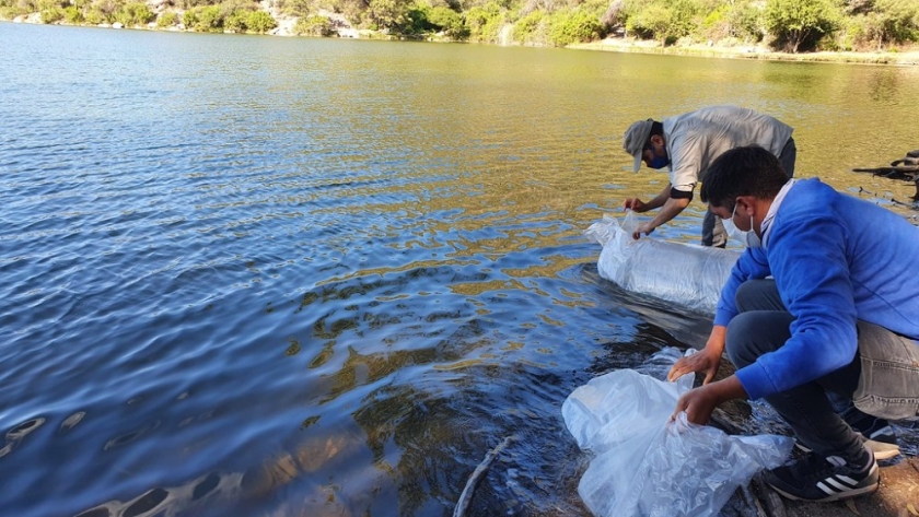 El Parque de la Biodiversidad sembró 1.000 pejerreyes en Valle Fértil