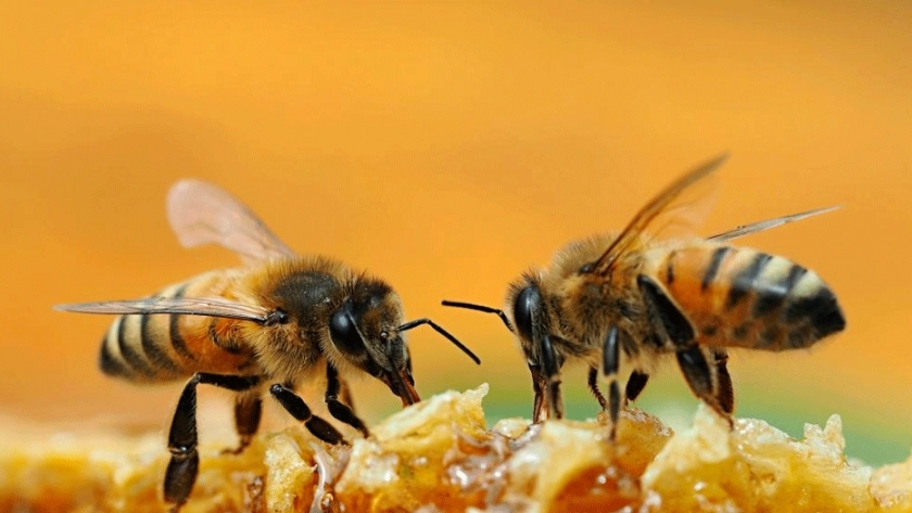La Argentina ocupa un lugar importante a nivel mundial en producción y exportación de miel 