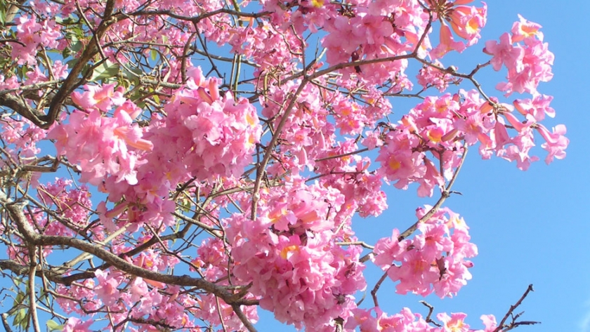 El 29 de agosto es el Día del Árbol y habrá celebración simbólica