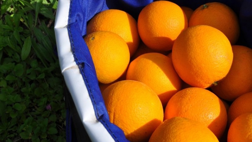 Investigan cómo obtener jugos de cítricos menos amargos