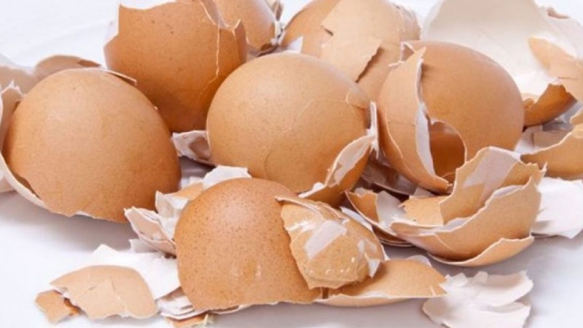 Dos alumnos crearon plástico biodegradable a partir de cáscaras de huevos