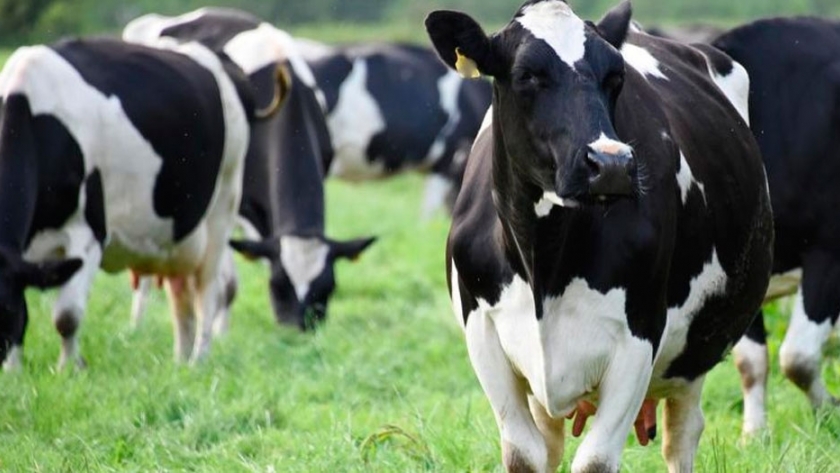 Vacas lecheras con conectividad 5G