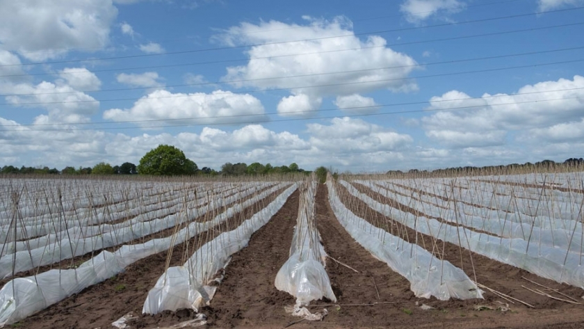 Un cambio radical de la agricultura se abre paso en el Reino Unido para mejorar la salud y el clima