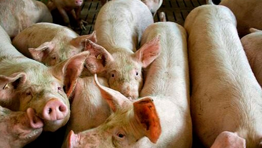 EE.UU. aprueba el primer animal modificado genéticamente para consumo humano: un cerdo transgénico