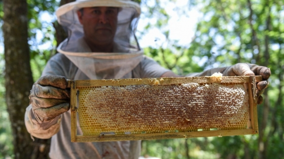 Chaco se posiciona en el mundo con la producción de miel orgánica y propóleos