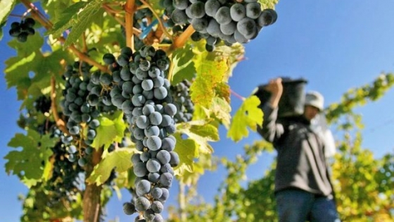 Reclaman un básico de $ 500.000 para trabajadores vitivinícolas