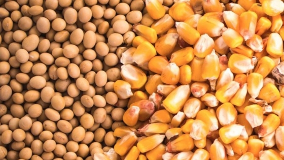 Caída histórica de los precios del maíz y la soja: ¿cómo afecta a los productores globales?