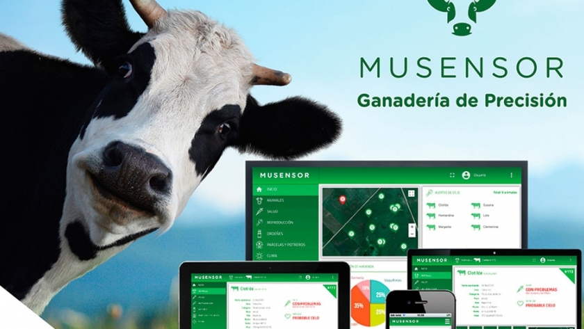 MuSensor, el collar inteligente que permite saber a distancia el estado de un animal