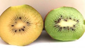 La Argentina exporta kiwi amarillo orgánico a Europa