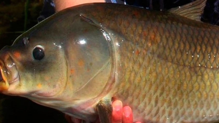 Científicos encuentran al pez de agua dulce más longevo del planeta