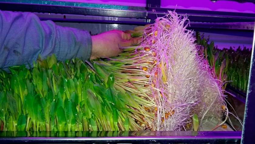 Argentinos producen forraje verde hidropónico para alimentación animal