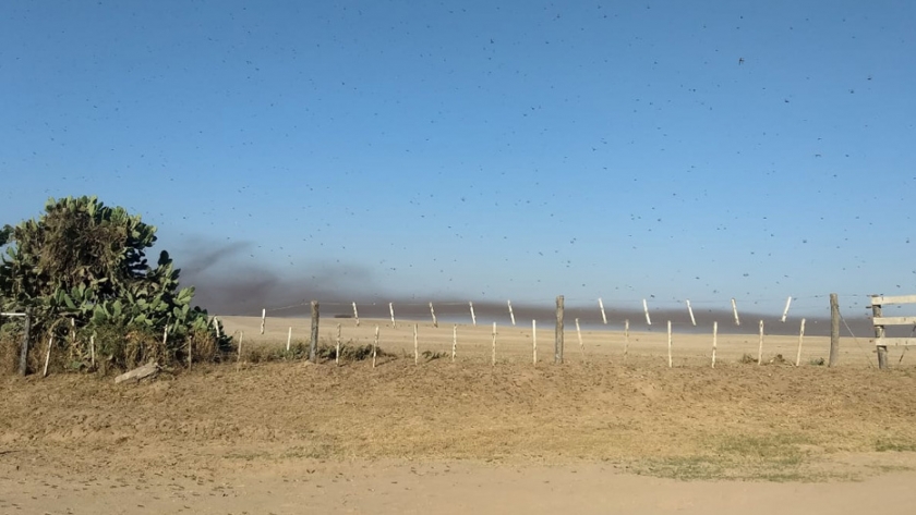 Langosta: acciones conjuntas de monitoreo y control en el norte de la provincia de Córdoba