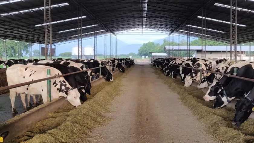 Las tecnologías que están revolucionando la producción de leche en Argentina