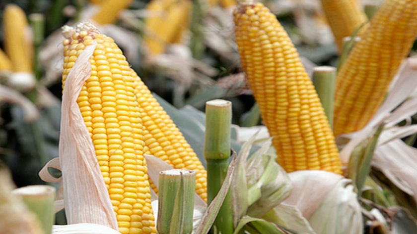 Estudio descarta efectos adversos por el cultivo de maíz transgénico en Europa