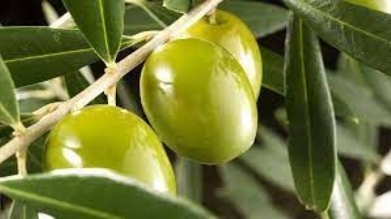 Cómo mitigar el impacto del cambio climático en olivos