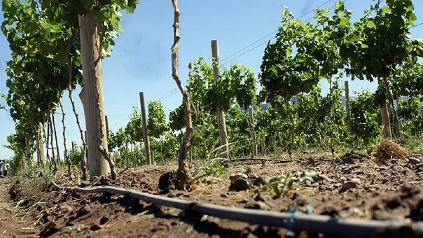 Mendoza Activa: productores agrícolas invirtieron más de $500 millones en tecnificación de riego