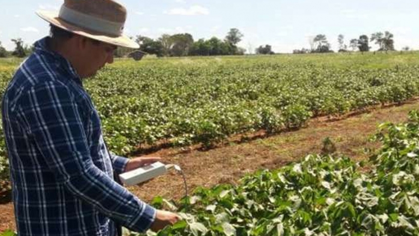 La aplicación de potasio a la hierba utilizada como cultivo de cobertura garantiza un algodón de mayor calidad