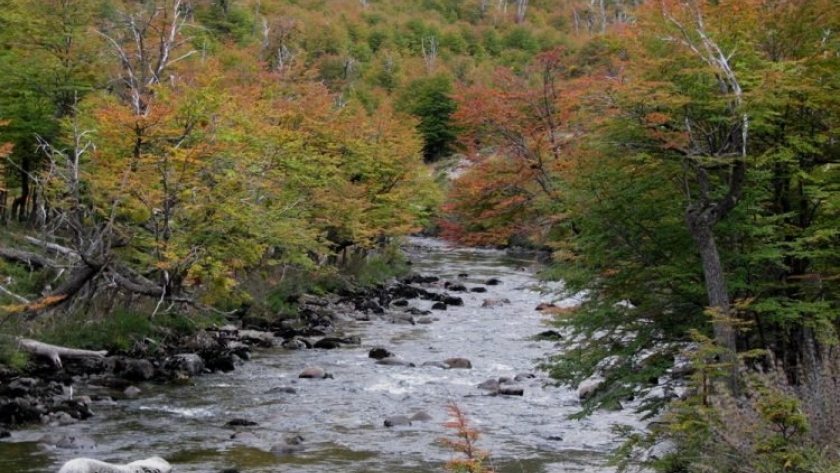 Tierra del Fuego | Bosques de lengas milenarias y estepas son el corazón de la Ruta del Fin del Mundo
