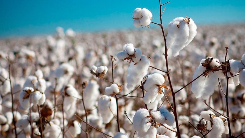 Aapresid quiere certificar a los algodoneros argentinos bajo el programa global más grande