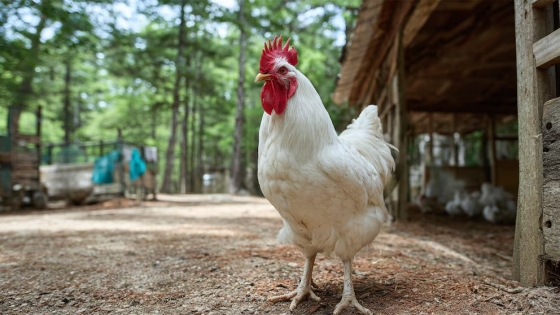 Del sudeste asiático al mundo: cómo la domesticación convirtió al pollo en el ave clave de la alimentación global