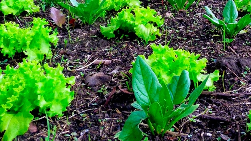 La huerta como método de inclusión social