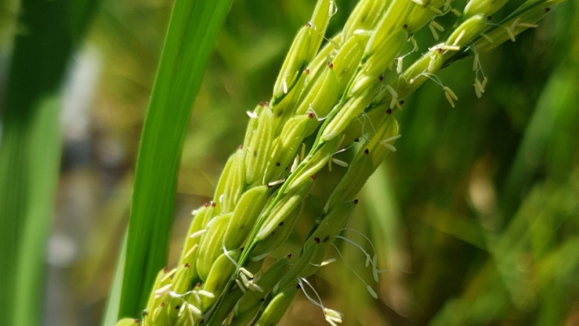 El arroz maleza desarrolla resistencia genética inédita a herbicidas en Argentina