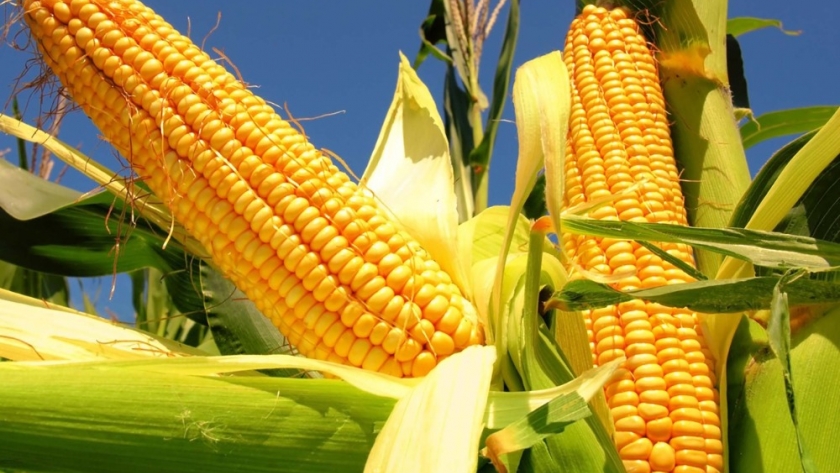 Nueva variedad de maíz amarillo Chispar Borí INTA: ideal para harinas y recetas regionales