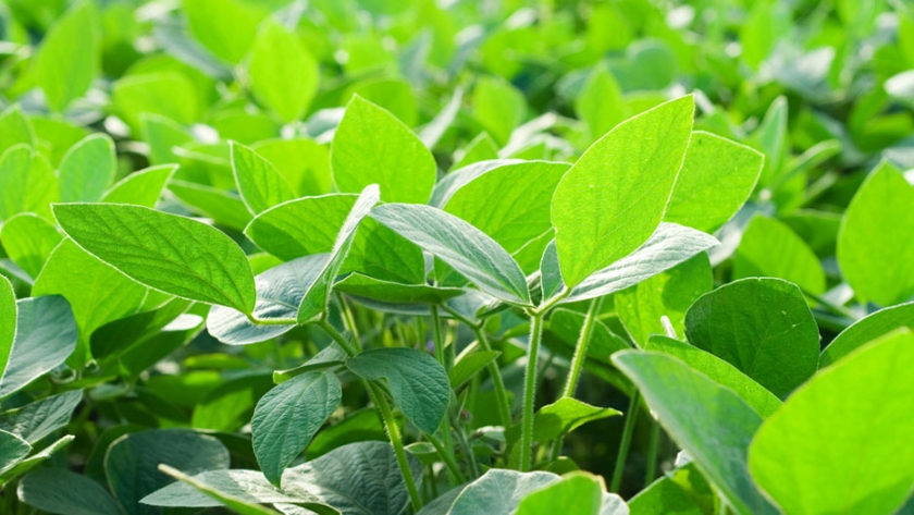 ¿Rinden más los cultivares de soja con Tecnología INTACTA RR2 PRO?