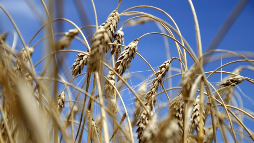 Importantes avances en la exportación de productos agropecuarios a China