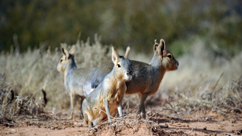 Se realizará un nuevo encuentro del Foro Federal de Bienestar Animal