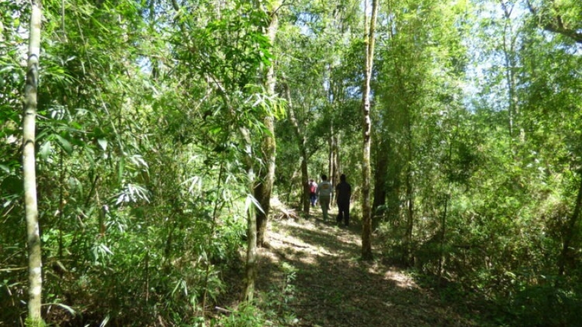 Los bosques reducen los riesgos para la salud, confirma un nuevo informe mundial de IUFRO