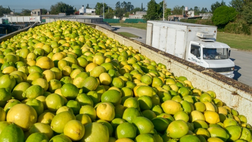 El limón argentino se potencia en Estados Unidos y China