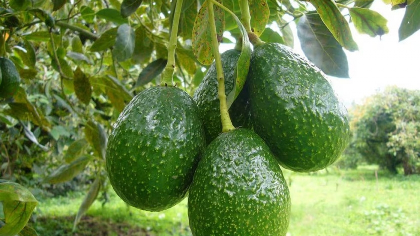 Vale la pena. Cuánto tiempo hay que esperar para que el árbol de palta dé frutos (no apto para impacientes)