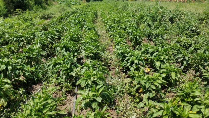 Continúan las visitas a beneficiario del plan de activación frutihortícola