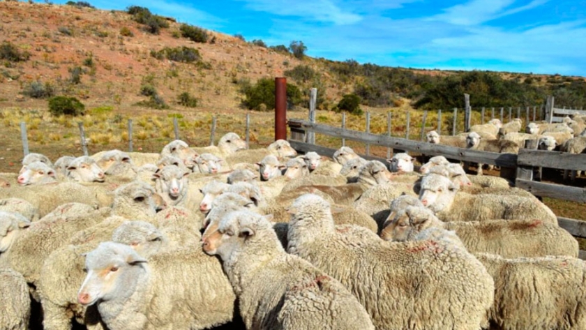 Ganadería: comenzó a implementarse el protocolo de prevención de COVID-19 en la esquila