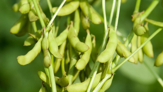 Tras el acuerdo entre EE.UU. y China, la soja supera los US$400 en Chicago pero cae en Rosario