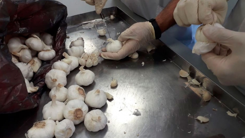 En el Laboratorio Vegetal se realizan los análisis en el ajo que se exporta a Taiwán