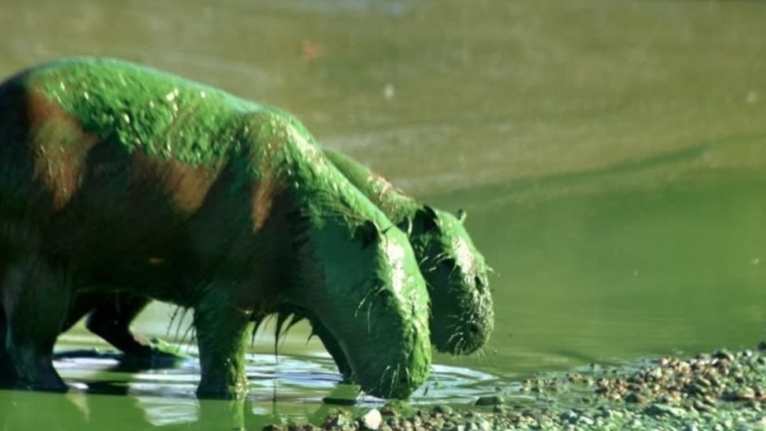 Aparecieron carpinchos verdes en Entre Ríos por la proliferación de cianobacterias