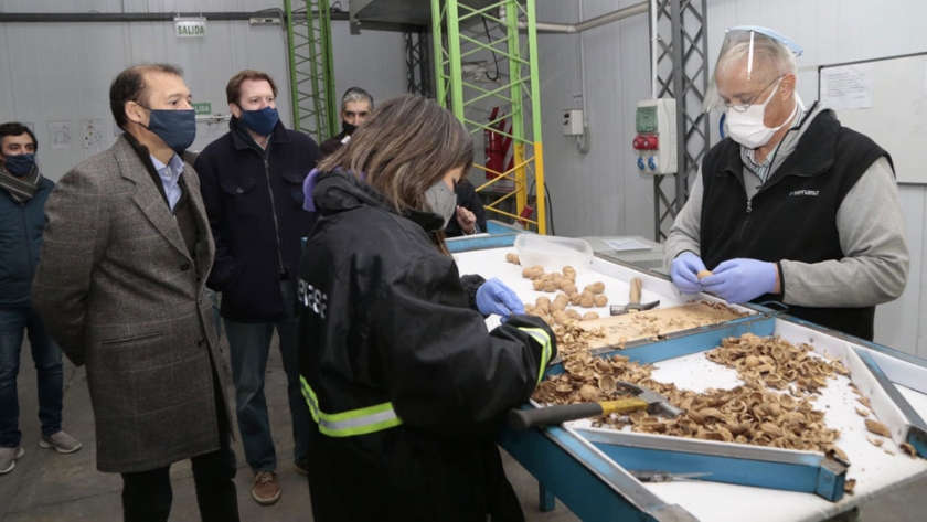 Neuquén exporta 20 toneladas de nueces a Europa