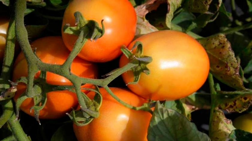 Buscan producir tomate para industria de una manera sustentable