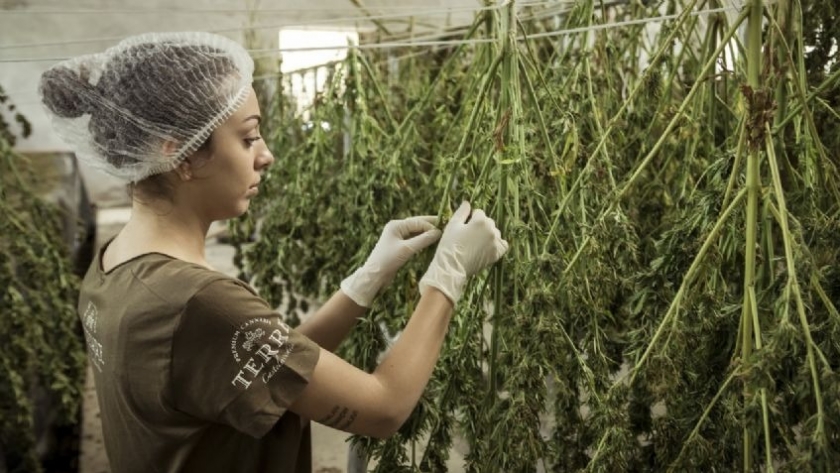 Cannabis medicinal para mujeres: algunos secretos exclusivos y beneficios