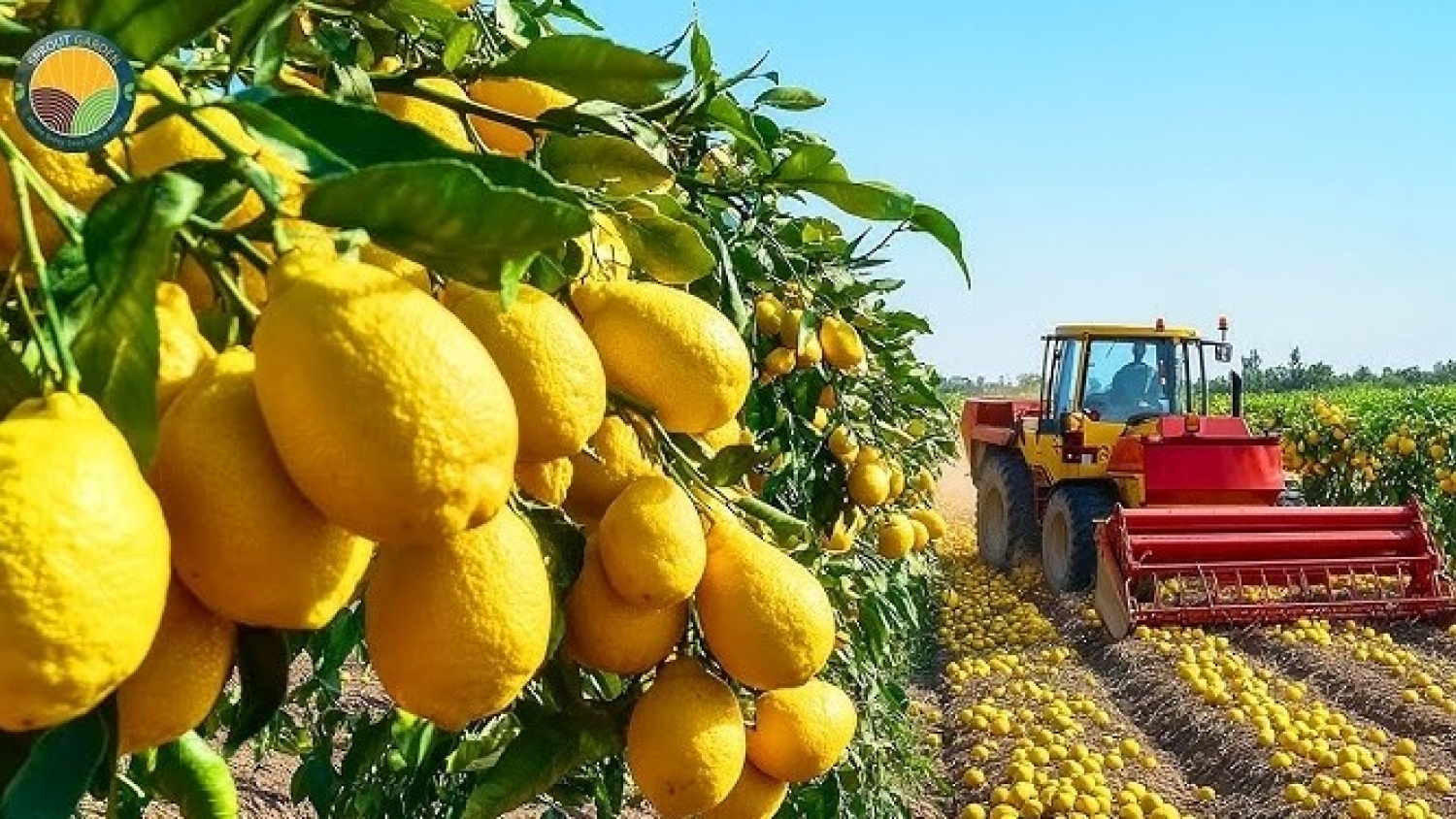 Limoneira: el histórico gigante citrícola de Estados Unidos que apuesta por Argentina mientras redefine su modelo de negocios