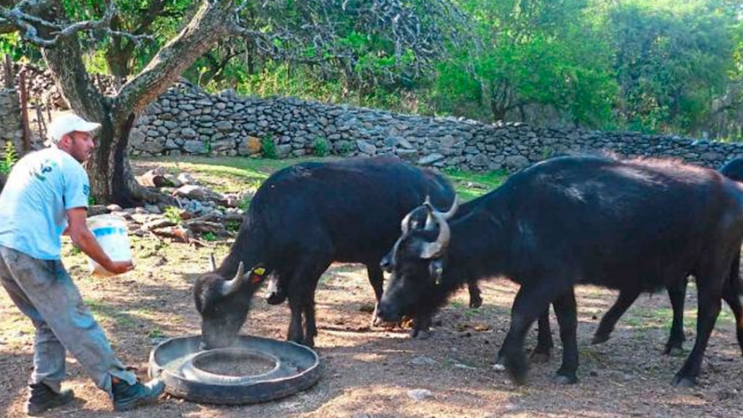 Con la flora del monte, el búfalo se hace carne en las Sierras Chicas