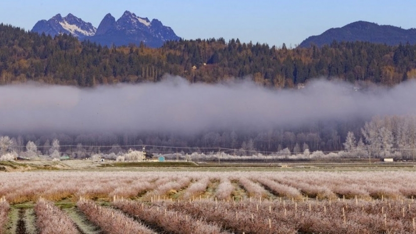 Regiones de Cultivo de Arándanos en Canadá