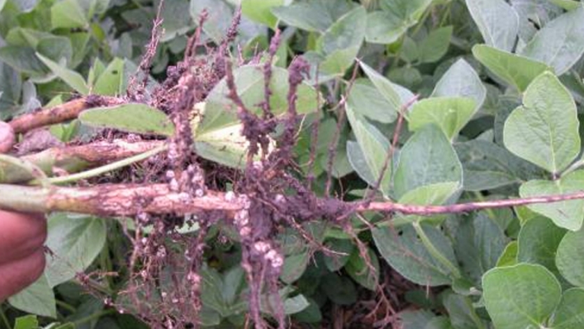 Un manejo adecuado de productos biológicos para la nutrición vegetal