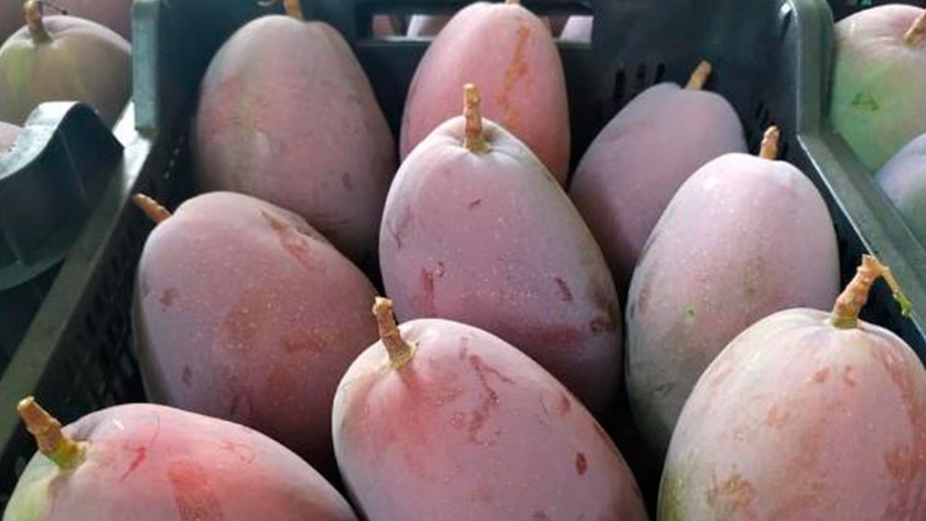 Los productores malagueños de mango prevén una buena cosecha