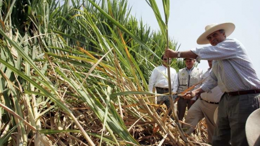Biocombustibles: la rebelión de los cañeros tucumanos